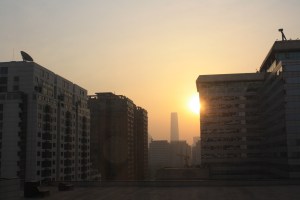 "Do you like our owl?" / "It's artificial?"